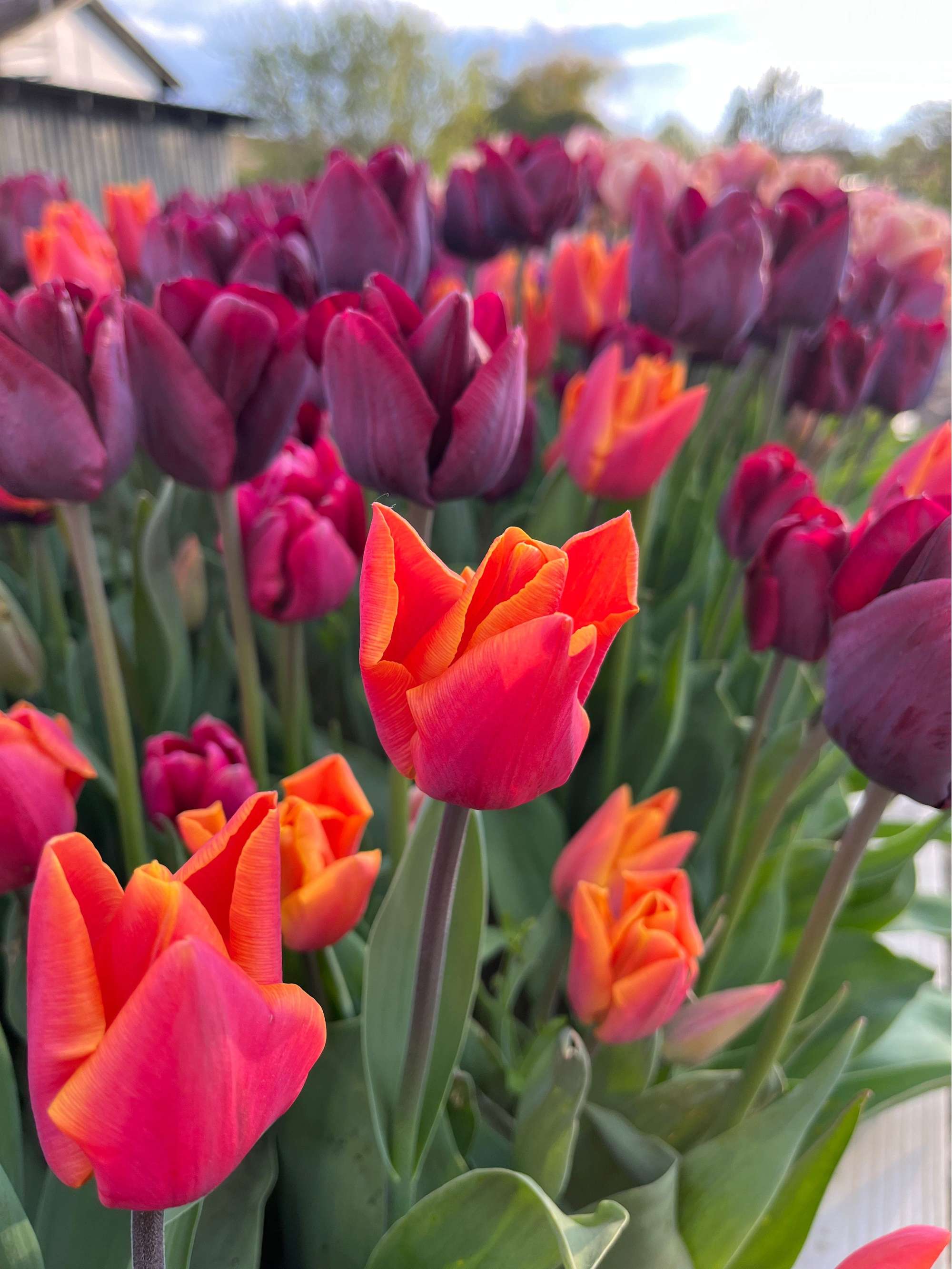 Tulpenmischung 'Hugo'